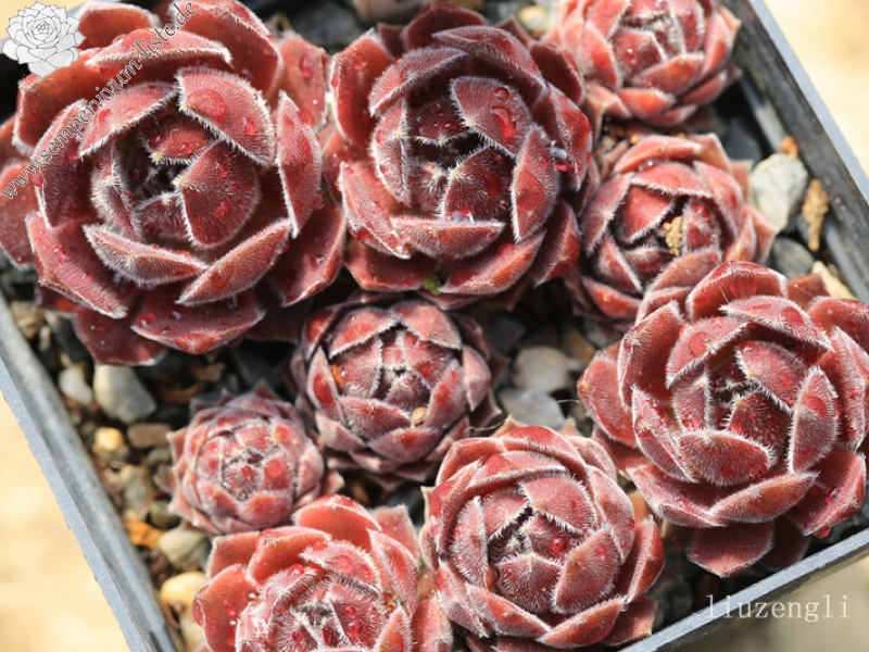 Pacific Spring Frost