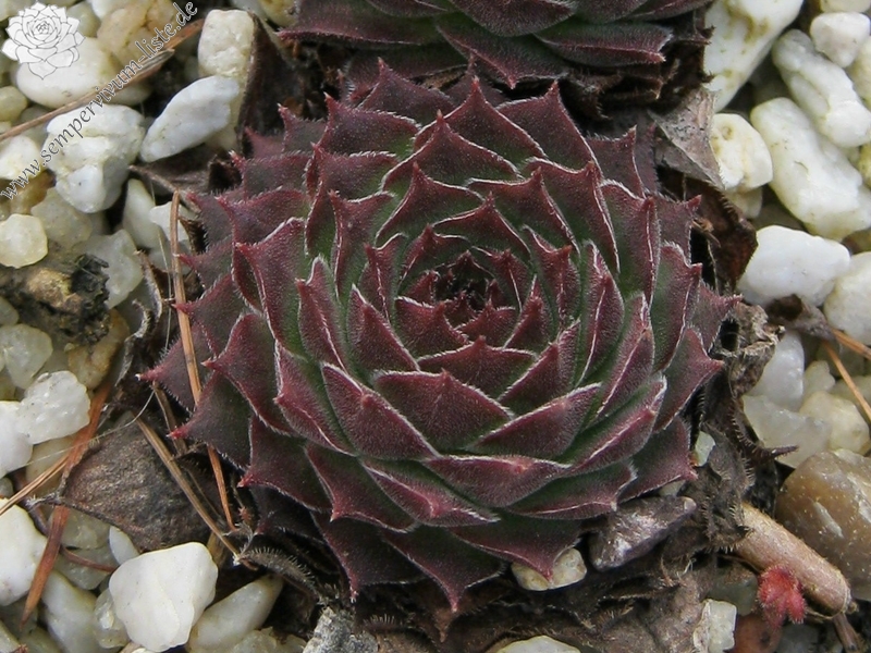 Salina