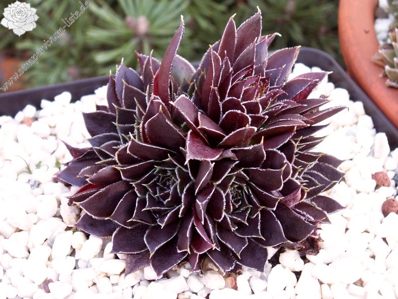 Schwarzer Peter / Jovi