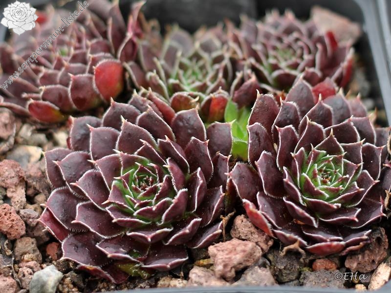 Schwarzer Peter / Jovi