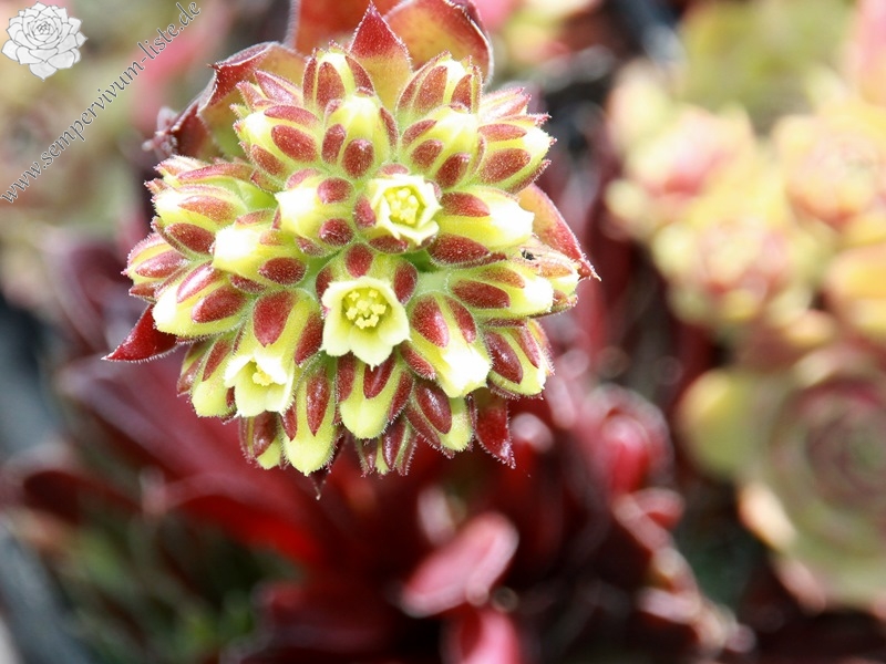 Schwarzer Peter / Jovi