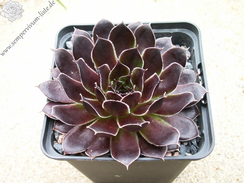 Schwarzer Peter / Jovi