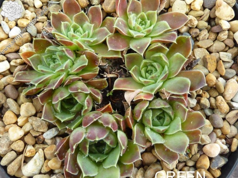 Green Excellency / Jovi