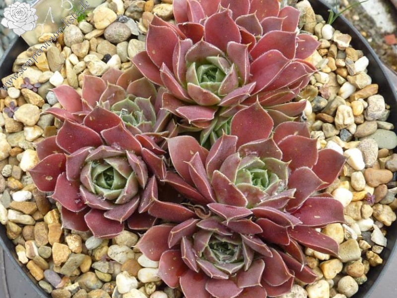 Mount Banahaw / Jovi