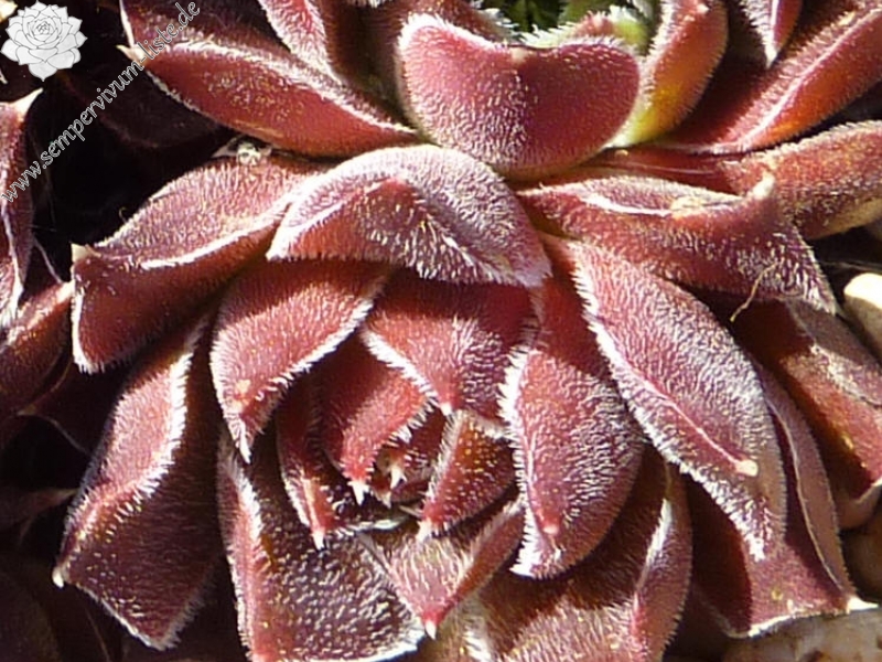 Mount Mercedario / Jovi