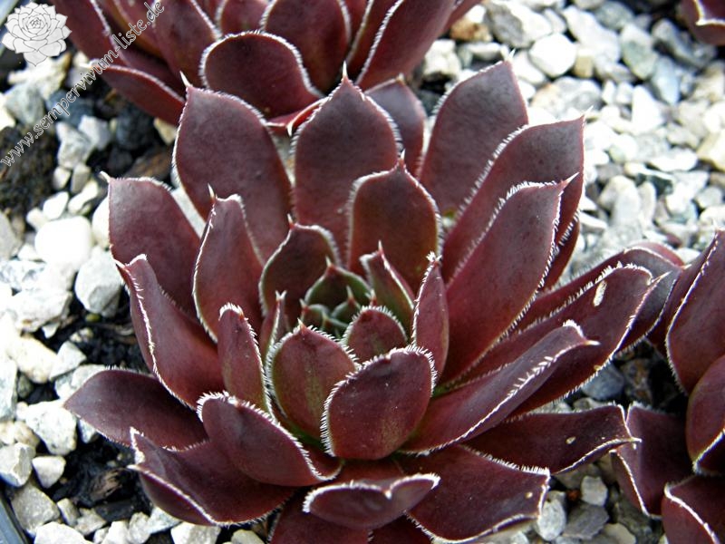 Schwarzer Peter / Jovi