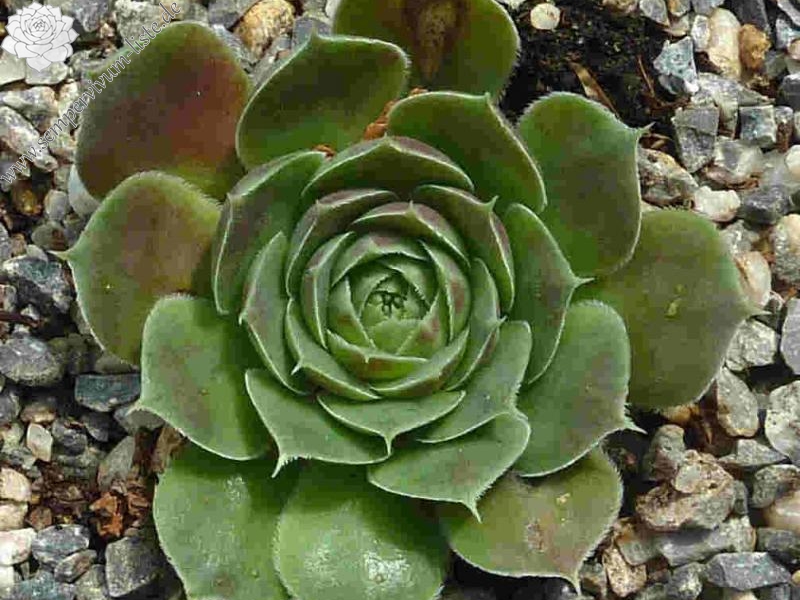 Mount Banahaw / Jovi