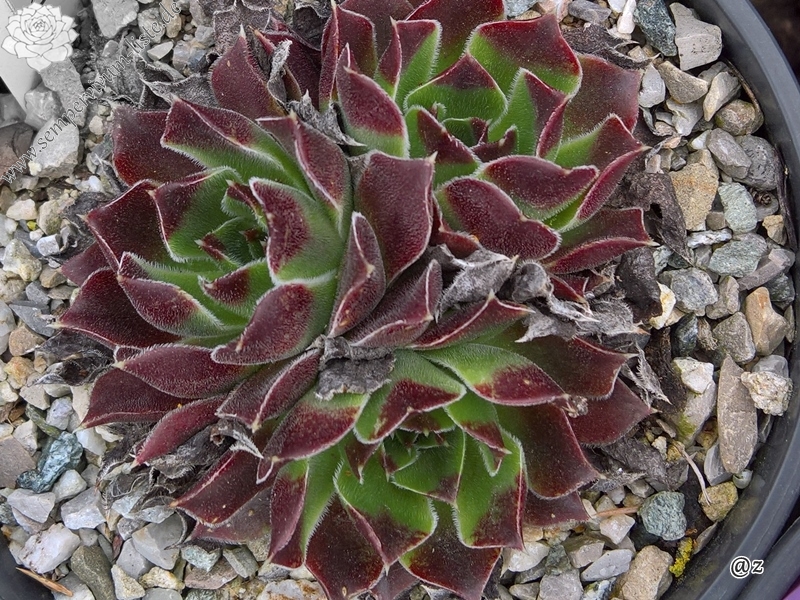 Mount Mercedario / Jovi