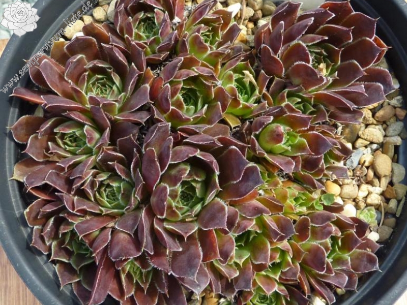 Schwarzer Peter / Jovi