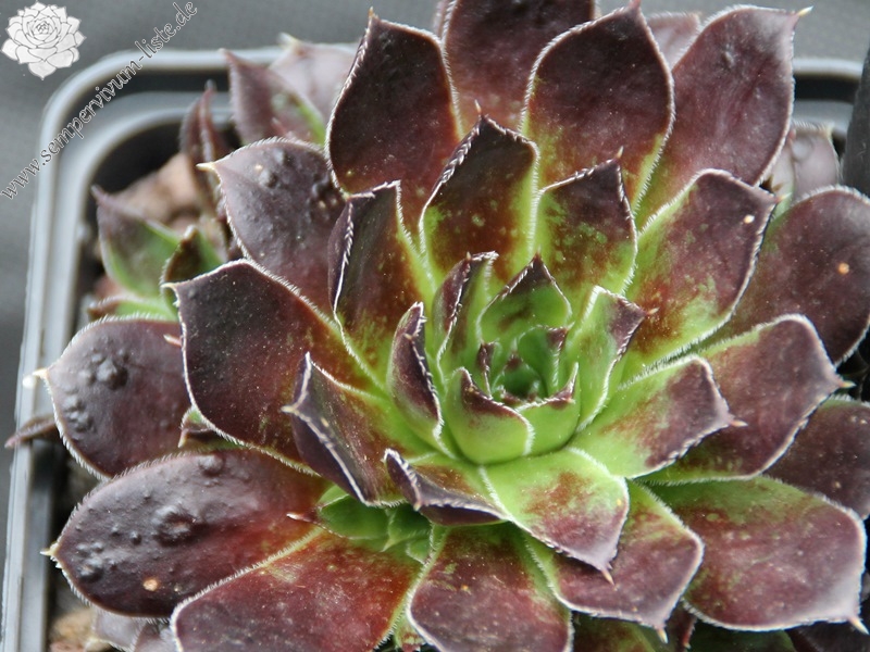 Schwarzer Peter / Jovi