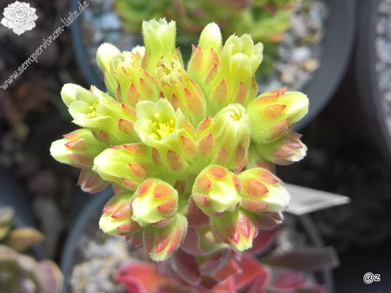 Mount Mercedario / Jovi