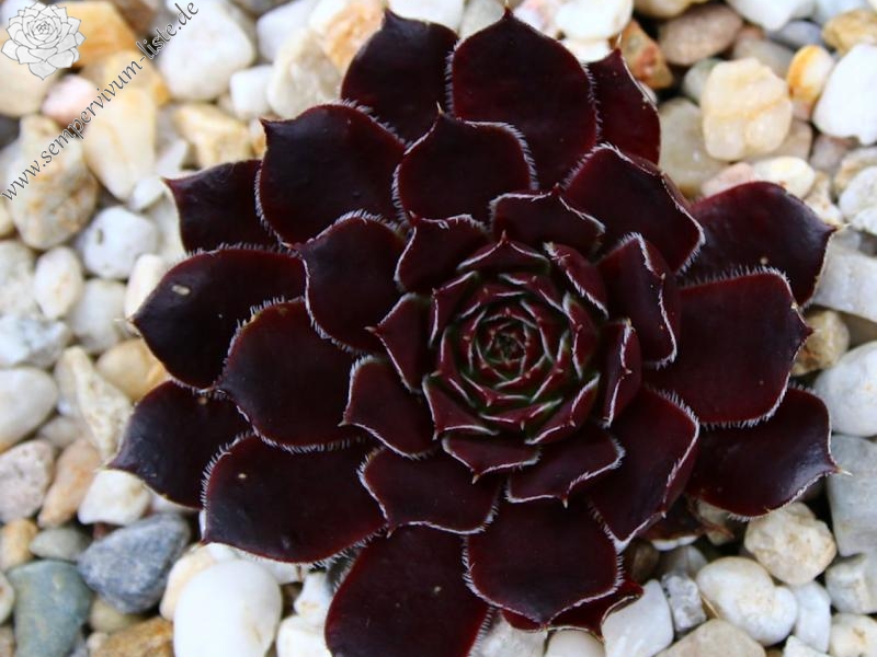 Schwarzer Peter / Jovi