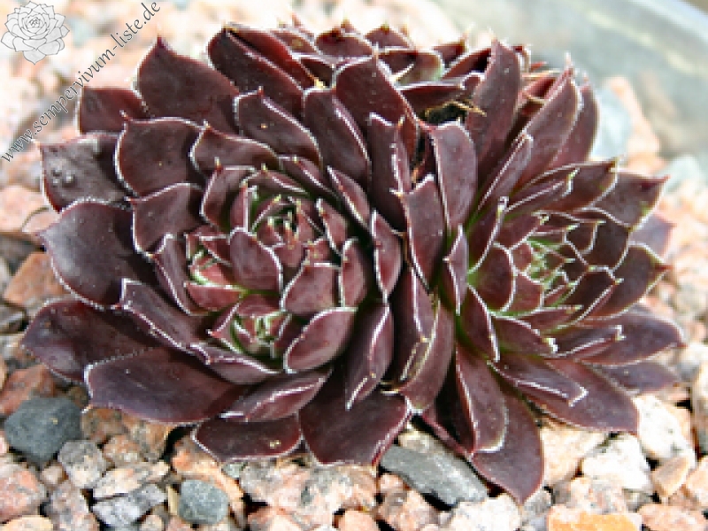 Schwarzer Peter / Jovi