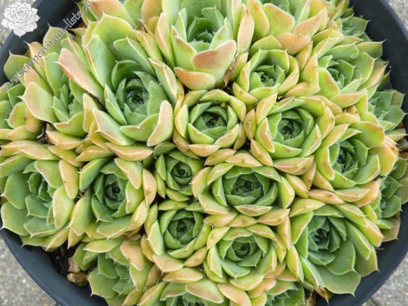 Green Korspel / Jovi