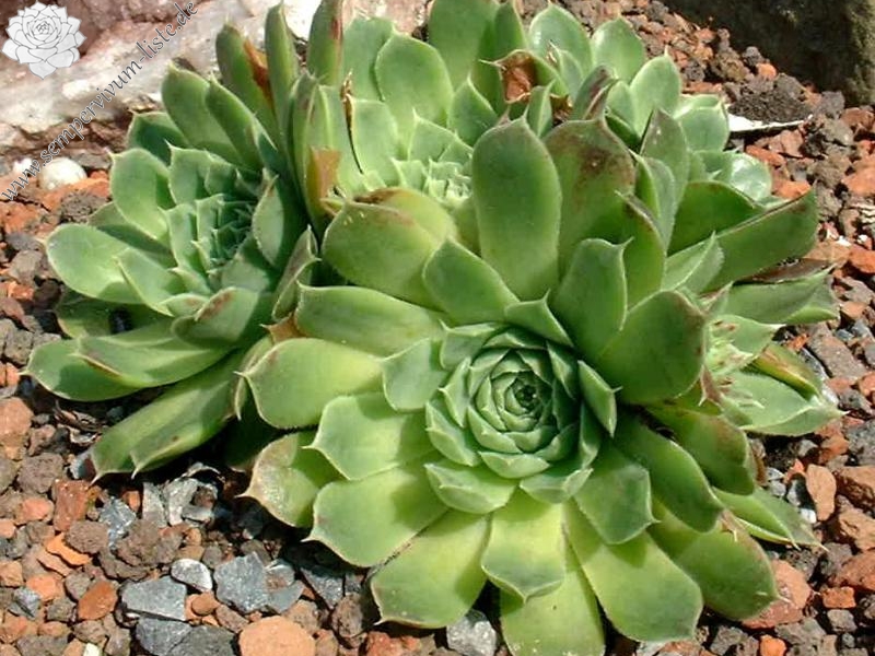 Green Suzanna / Jovi