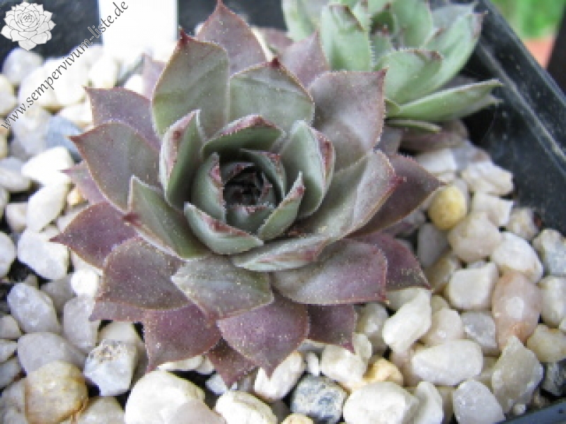 Grey Lady