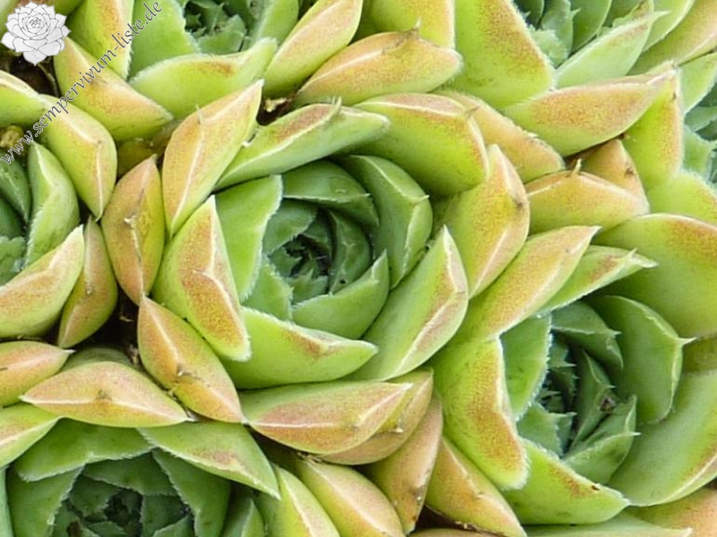 Green Korspel / Jovi