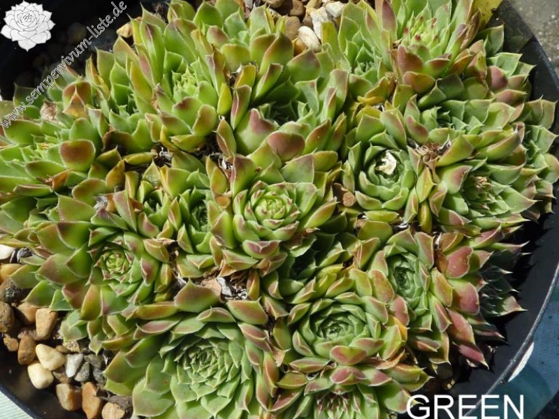 Green Suzanna / Jovi