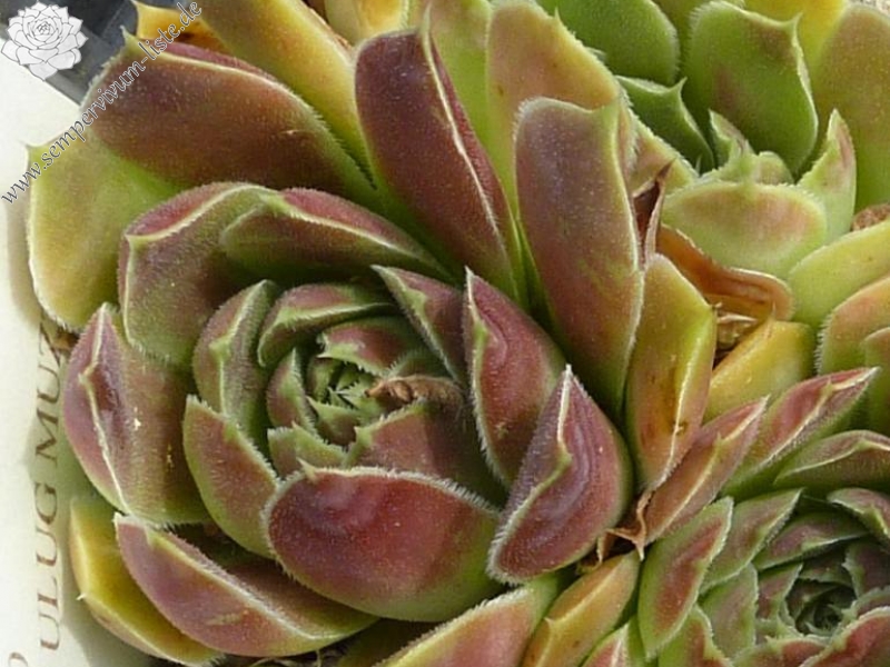 Mount Ulug Muztag / Jovi