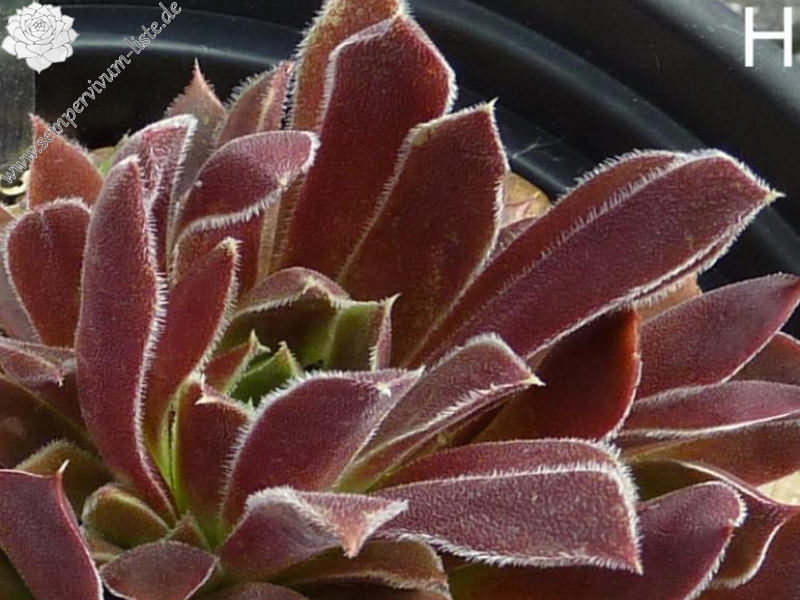 Tallulah / Jovi ( II )