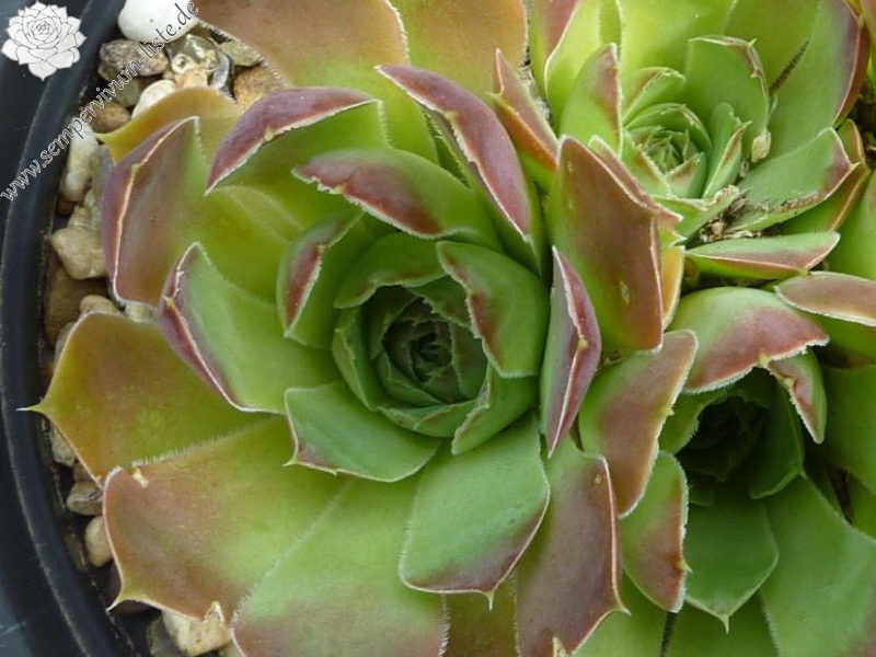 Tristande Cunha / Jovi