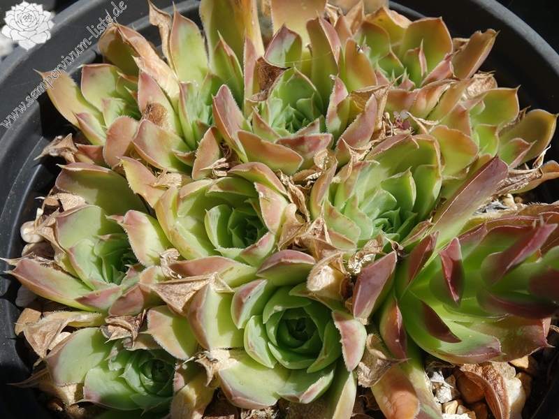 Tristande Cunha / Jovi