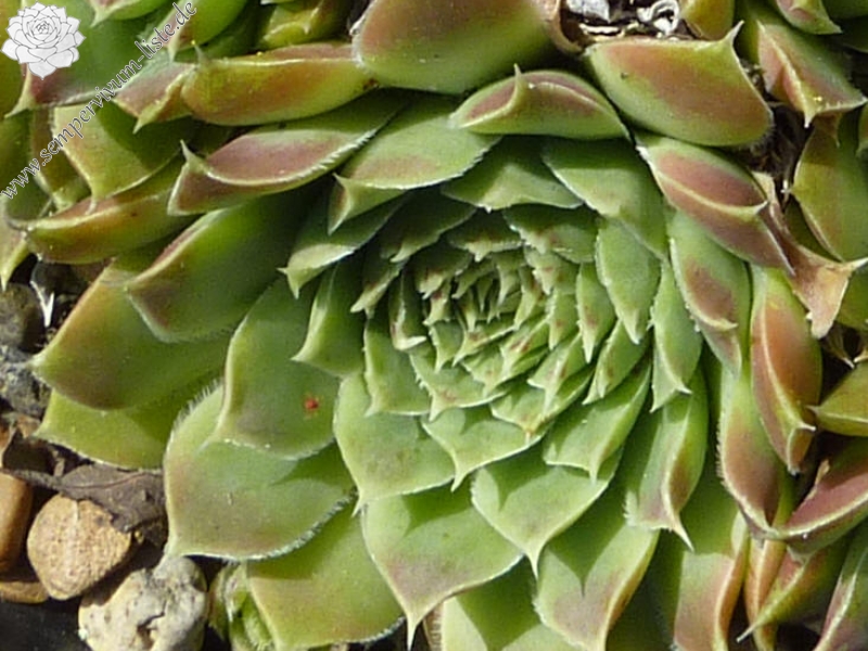 Green Suzanna / Jovi