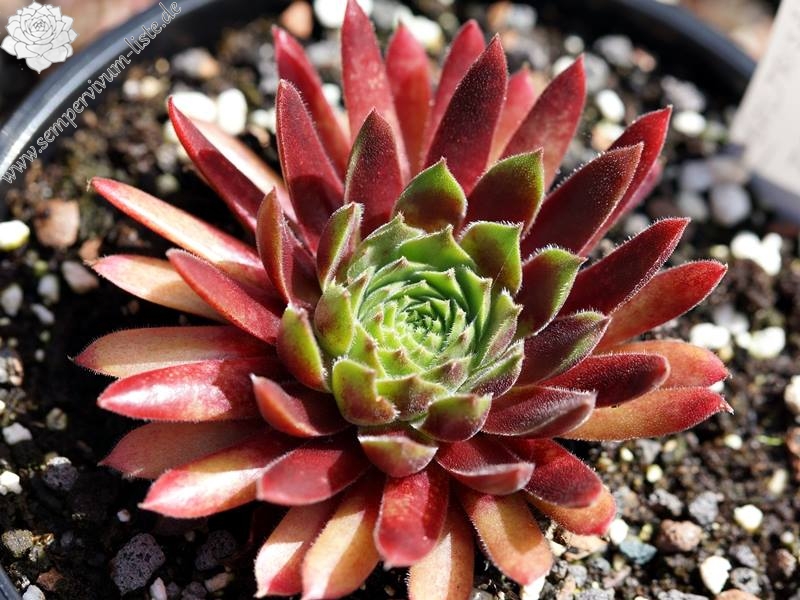 Seltrisa Feuer