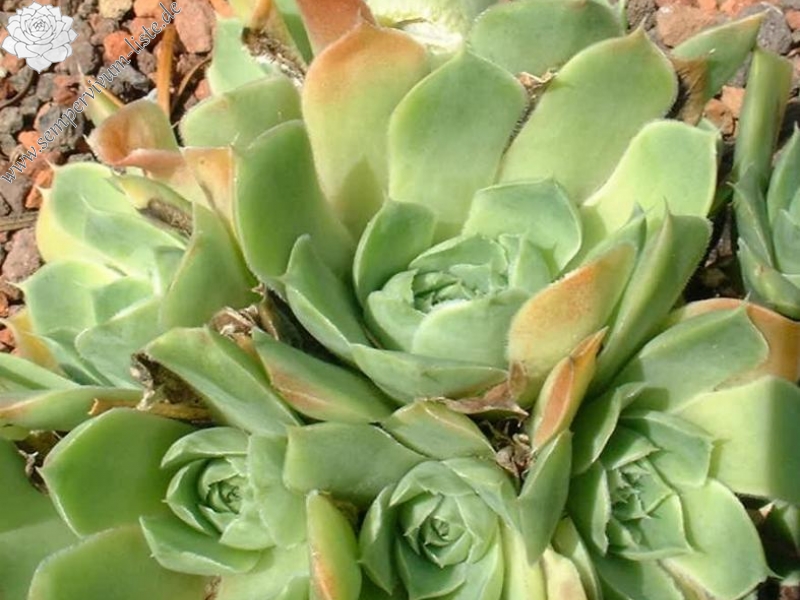 Green Korspel / Jovi