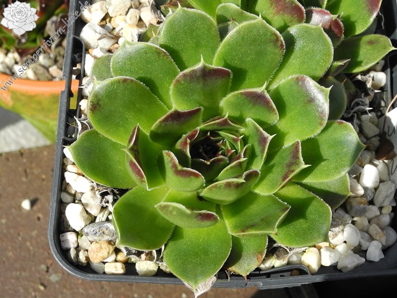 Green Suzanna / Jovi