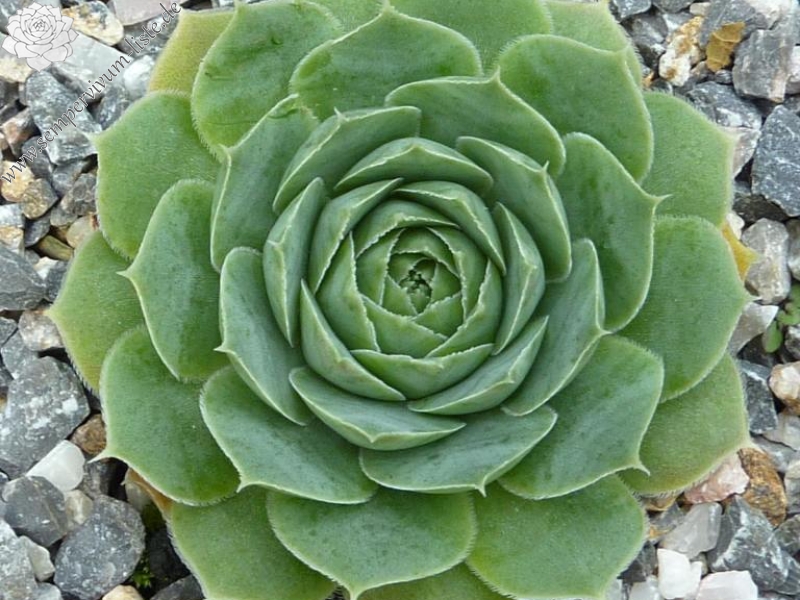 Green Korspel / Jovi