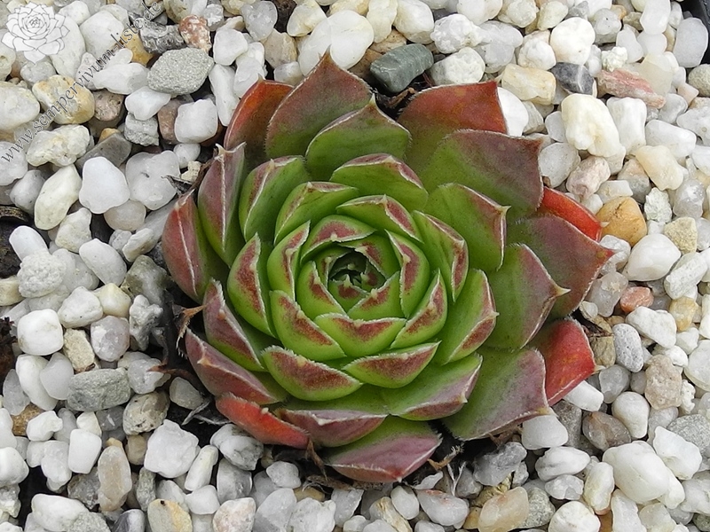 Green Korspel / Jovi