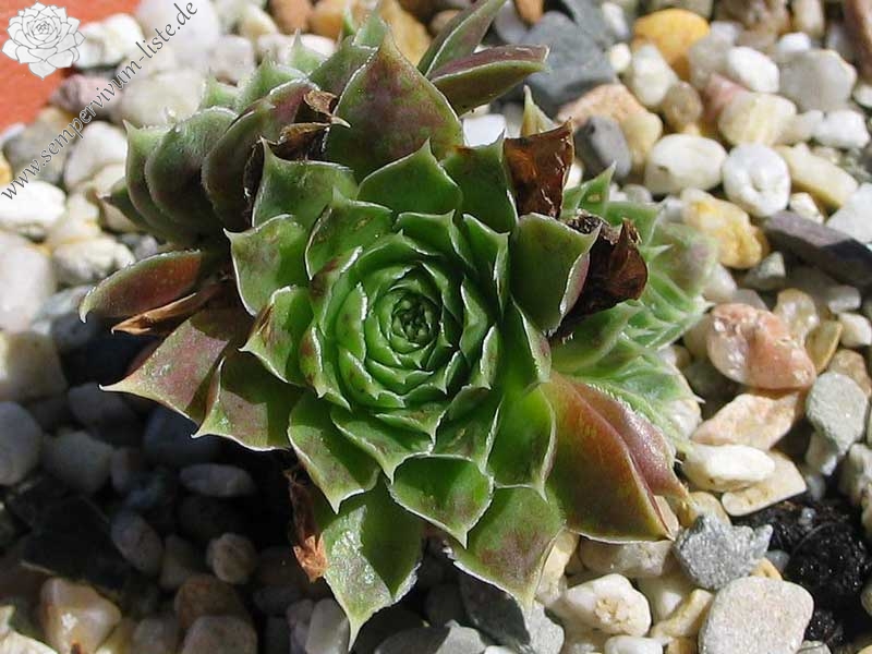 Green Suzanna / Jovi