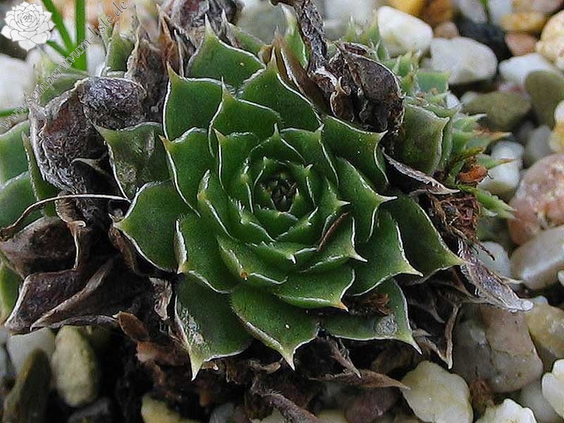 Green Suzanna / Jovi