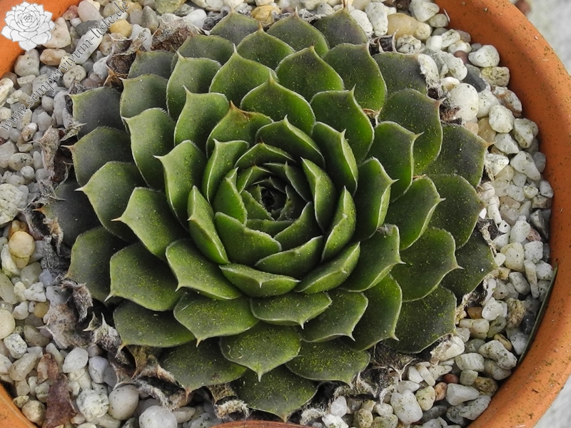 Green Suzanna / Jovi