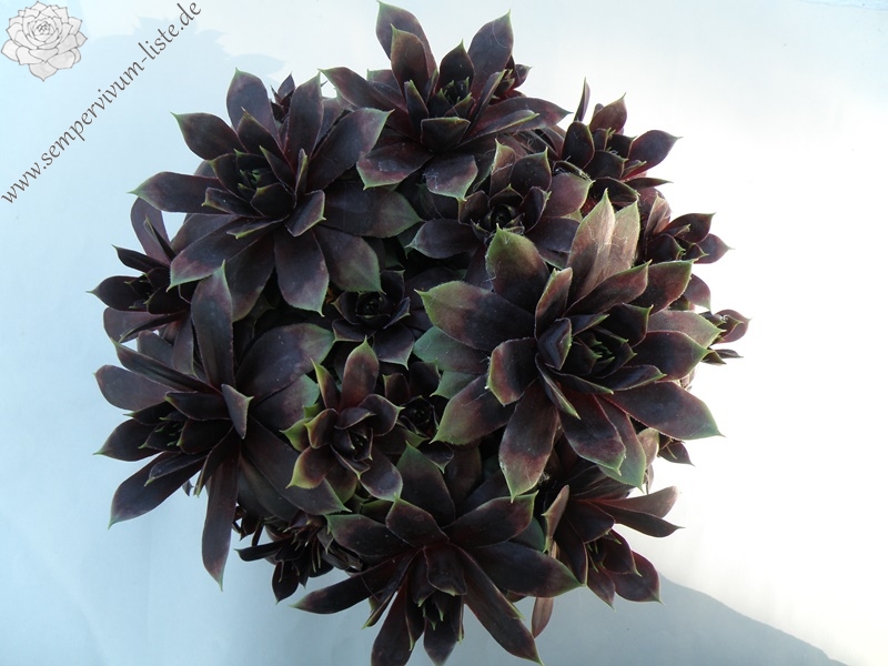 Raven Heart