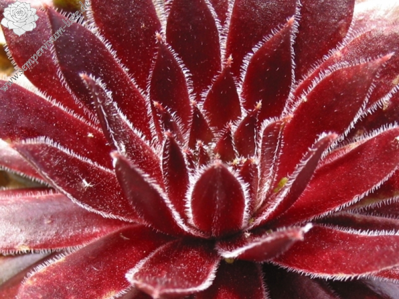 Red Ace