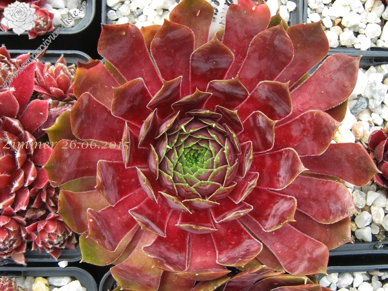 Red Glean