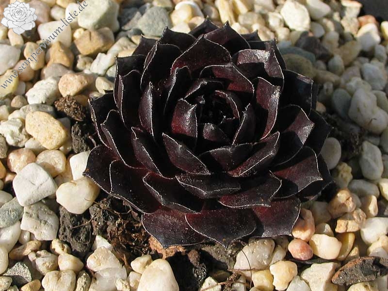 Red Ruby