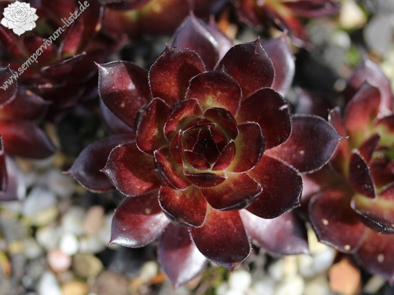 Red Ruby