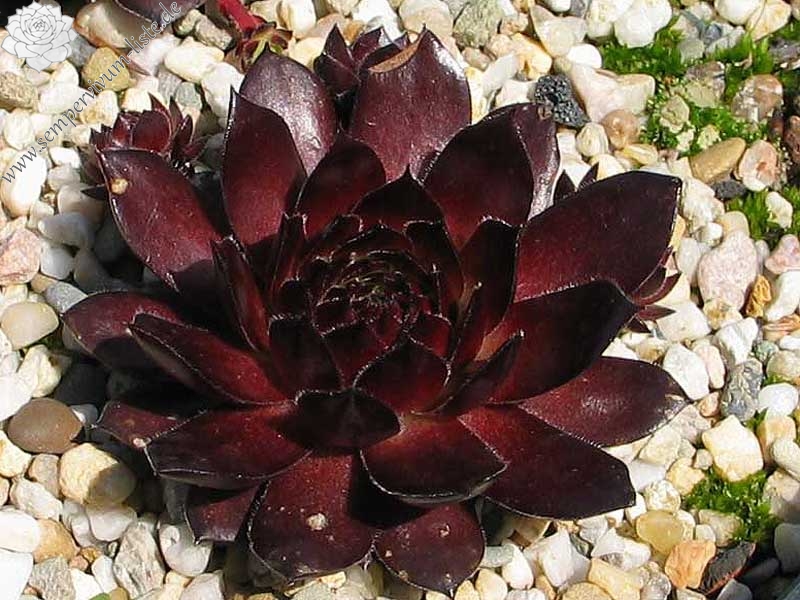 Red Ruby