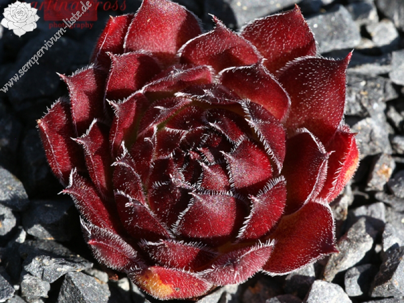 Red Ruby