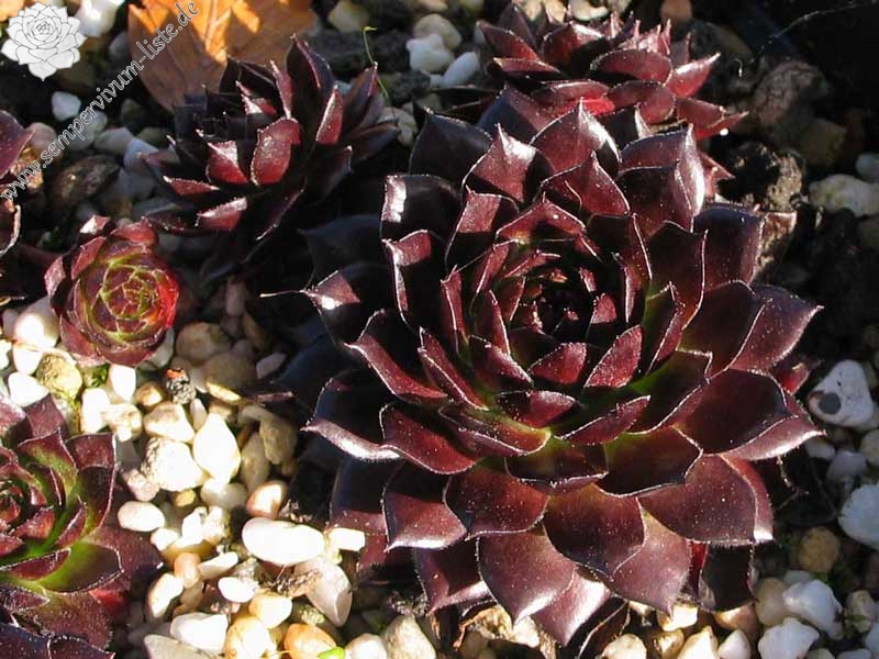 Red Ruby