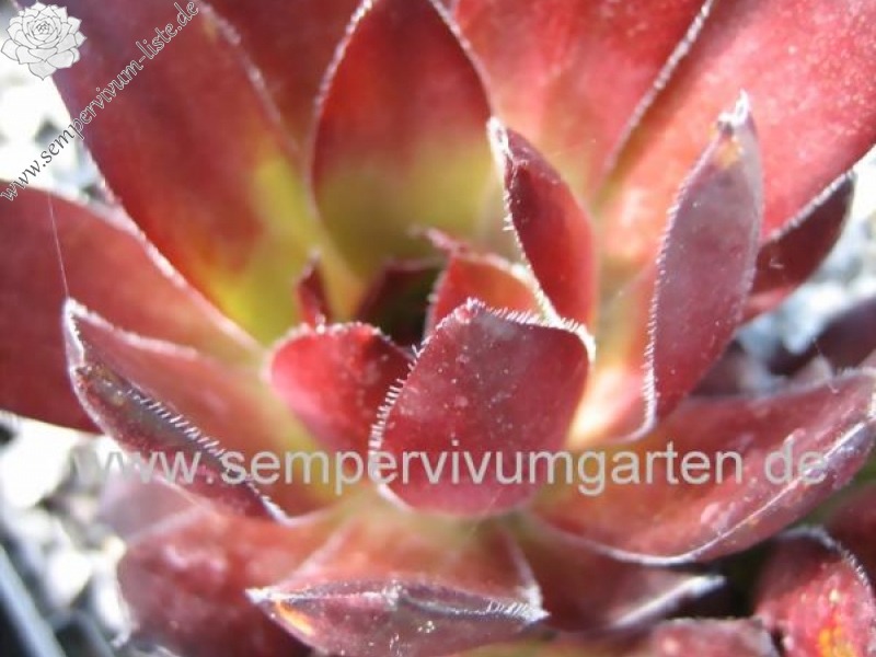 Red Ruby