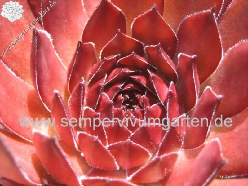 Red Ruby
