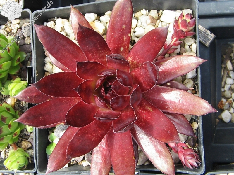 Red Shadows