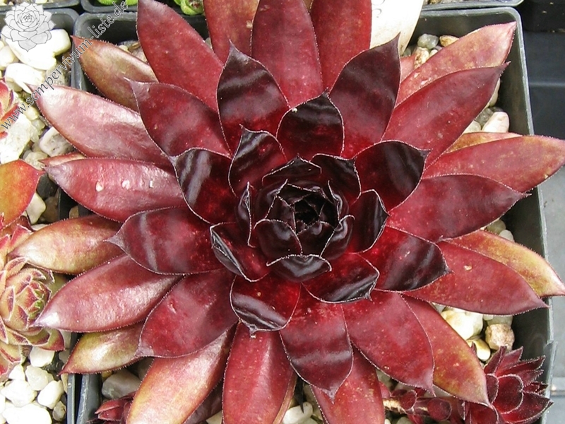 Red Shadows