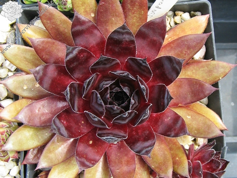 Red Shadows