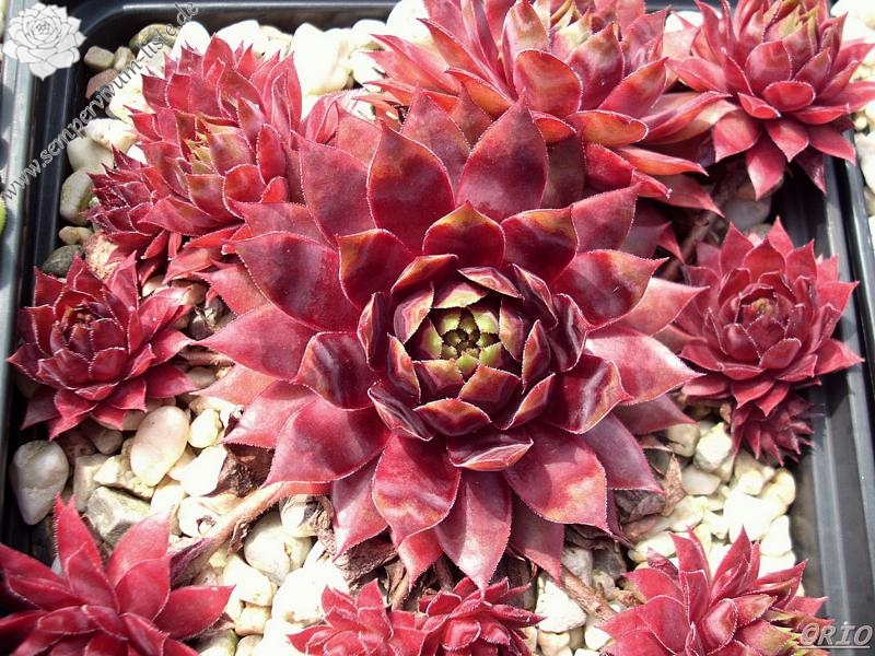 Red Shadows