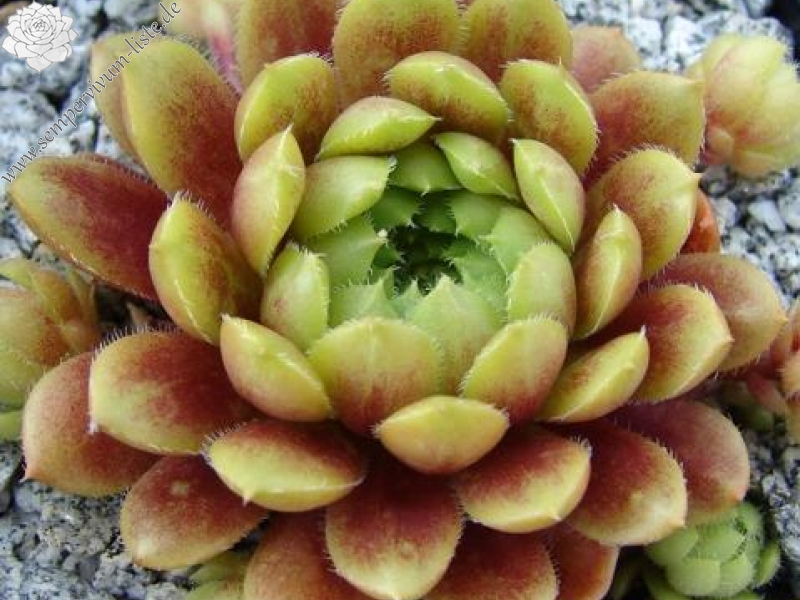 Pachamama